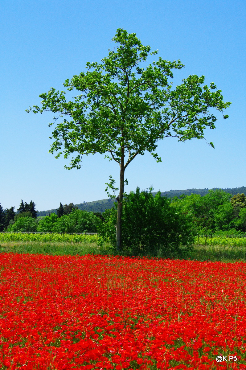 Coquelicots et librairie &laquo;&nbsp;les bleuets&nbsp;&raquo;