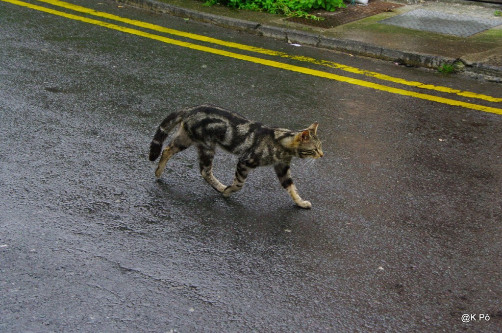 perdu chat à rayures jaunes et polo&nbsp;Lacoste