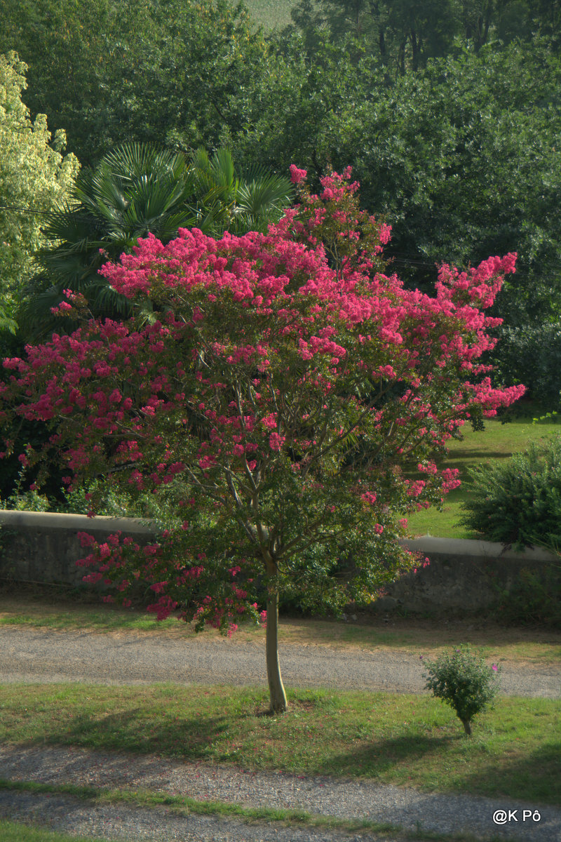 Le lagerstroemia est certes un bel arbre, mais qui a dit &nbsp;&raquo; Et vive l&rsquo;Aspidistra !&nbsp;&raquo;?