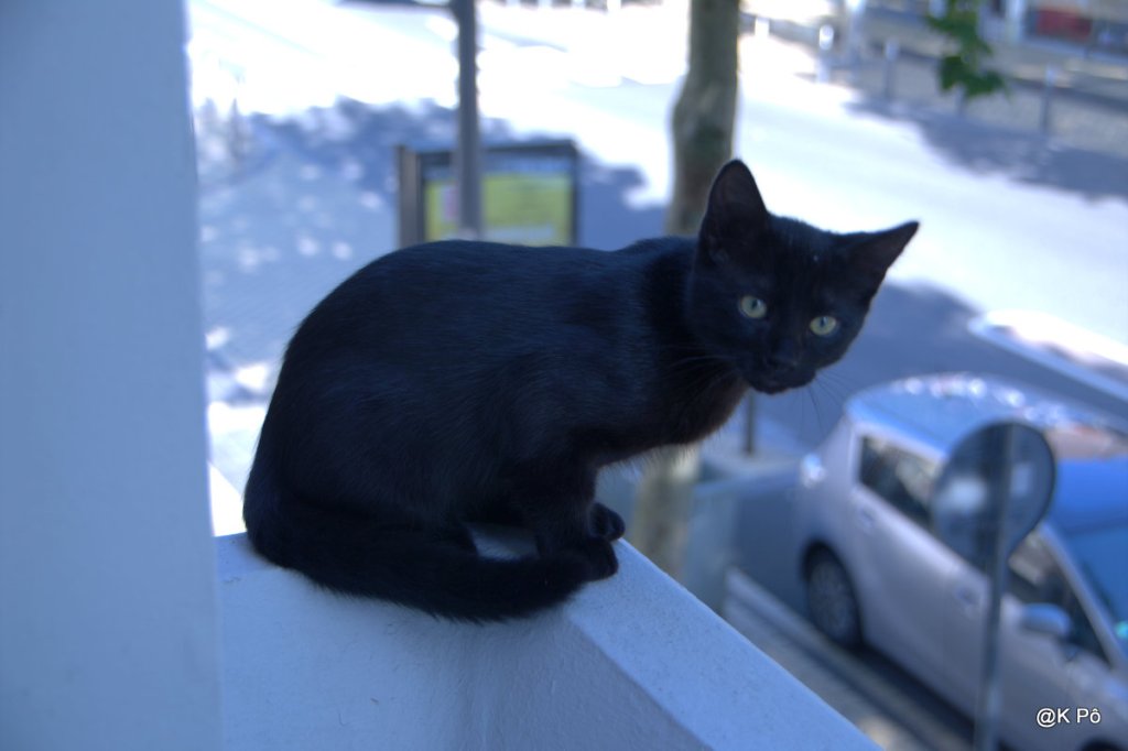 Opération INDECT (by my Black&nbsp;Cat)