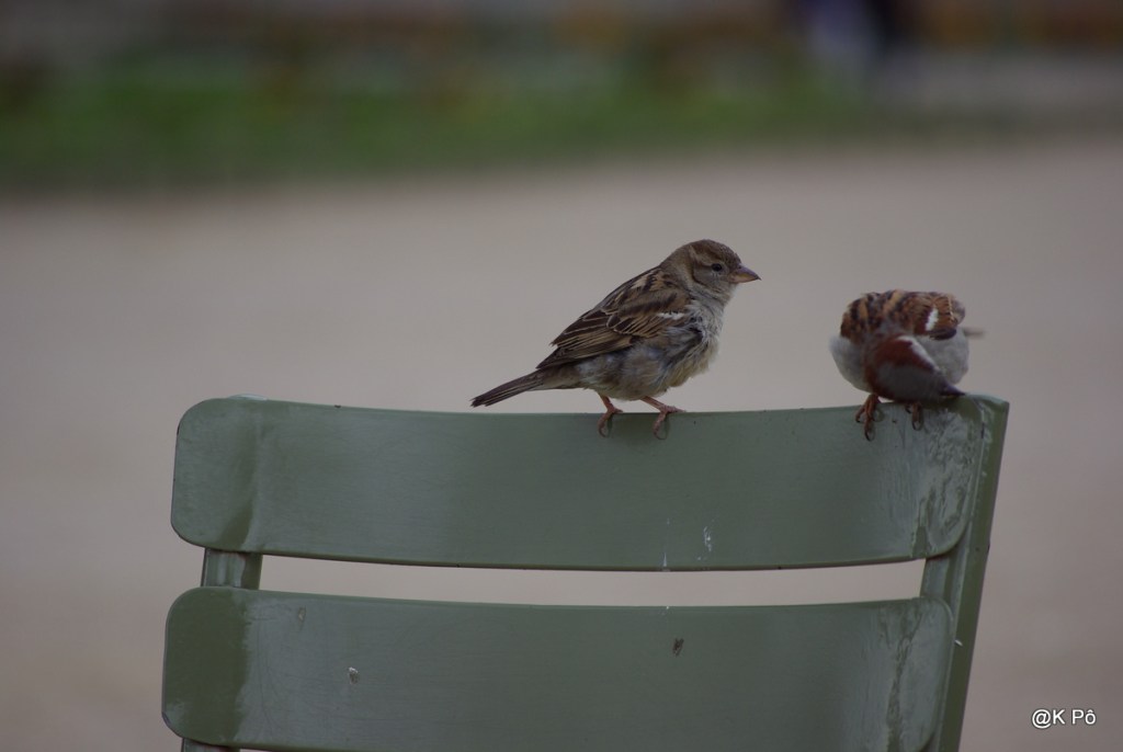 Cha va ? Chat va&nbsp;!