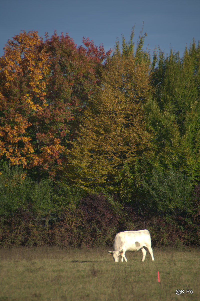 vaches à lait (contri-buvables) et traitements vaches (fermeture&nbsp;d&rsquo;usines)