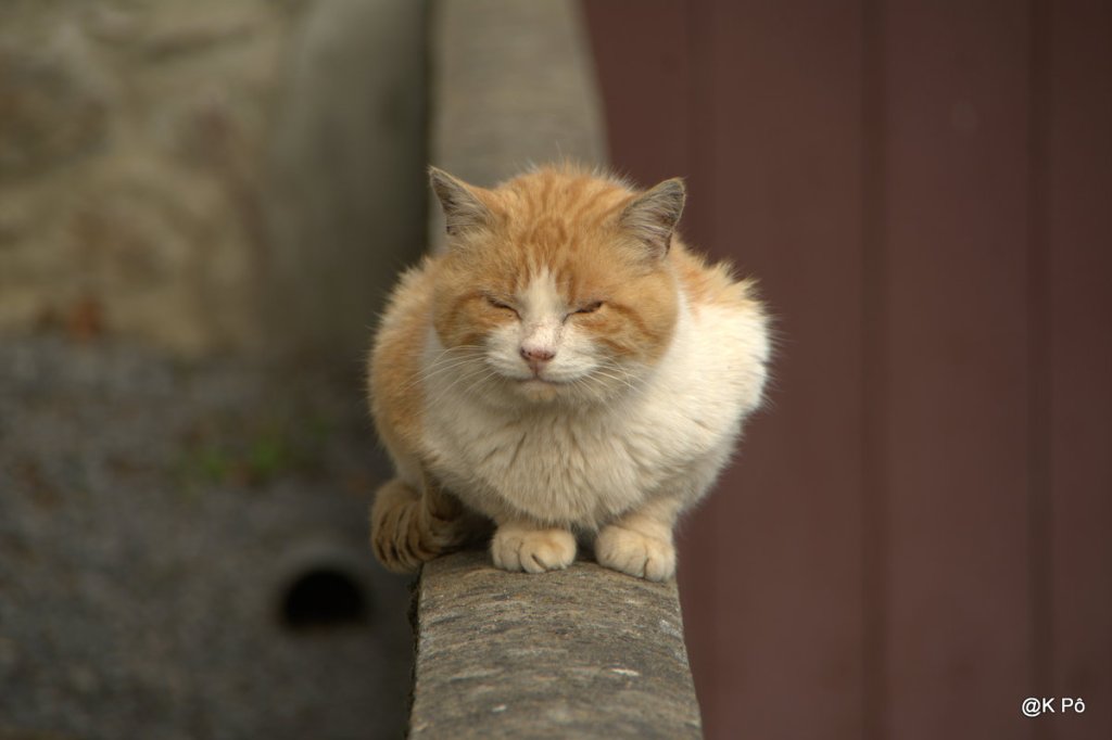 Jean Marc Daniel, économiste, évoque le puéril jaune (les carnets de l&rsquo;économie, France&nbsp;Culture)