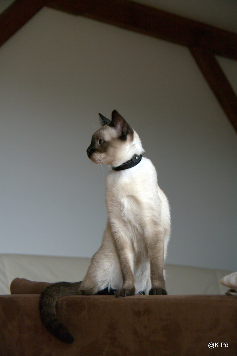 tchat râleur, chat miauleur, cha chuffit les&nbsp;ronchons!