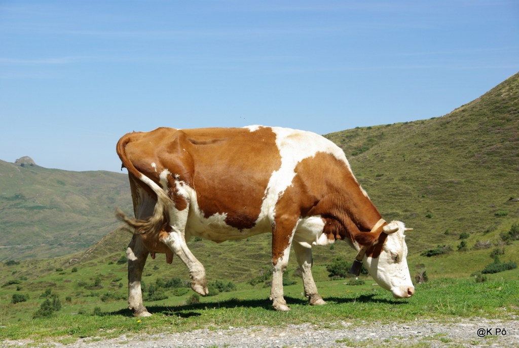 les vaches de Gamow (chronique  &laquo;&nbsp;le monde selon&nbsp;&raquo; Etienne Klein, sur France&nbsp;Culture)