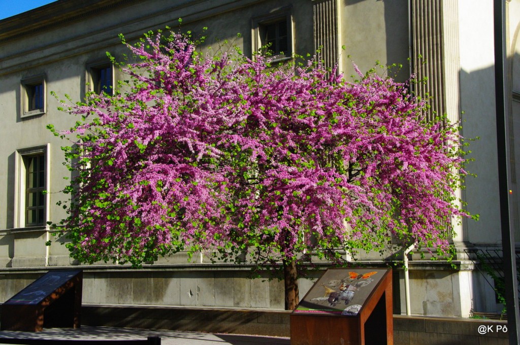 C’est le printemps ! (chronique : les saisons oubliées !)