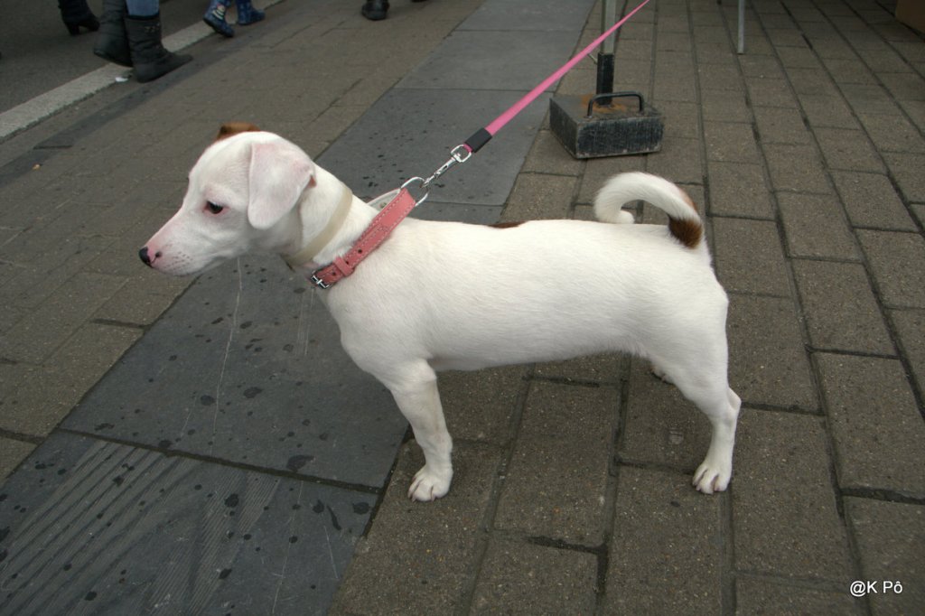 les mardis de la Popoésie : ritournelle(s) du&nbsp;toutou