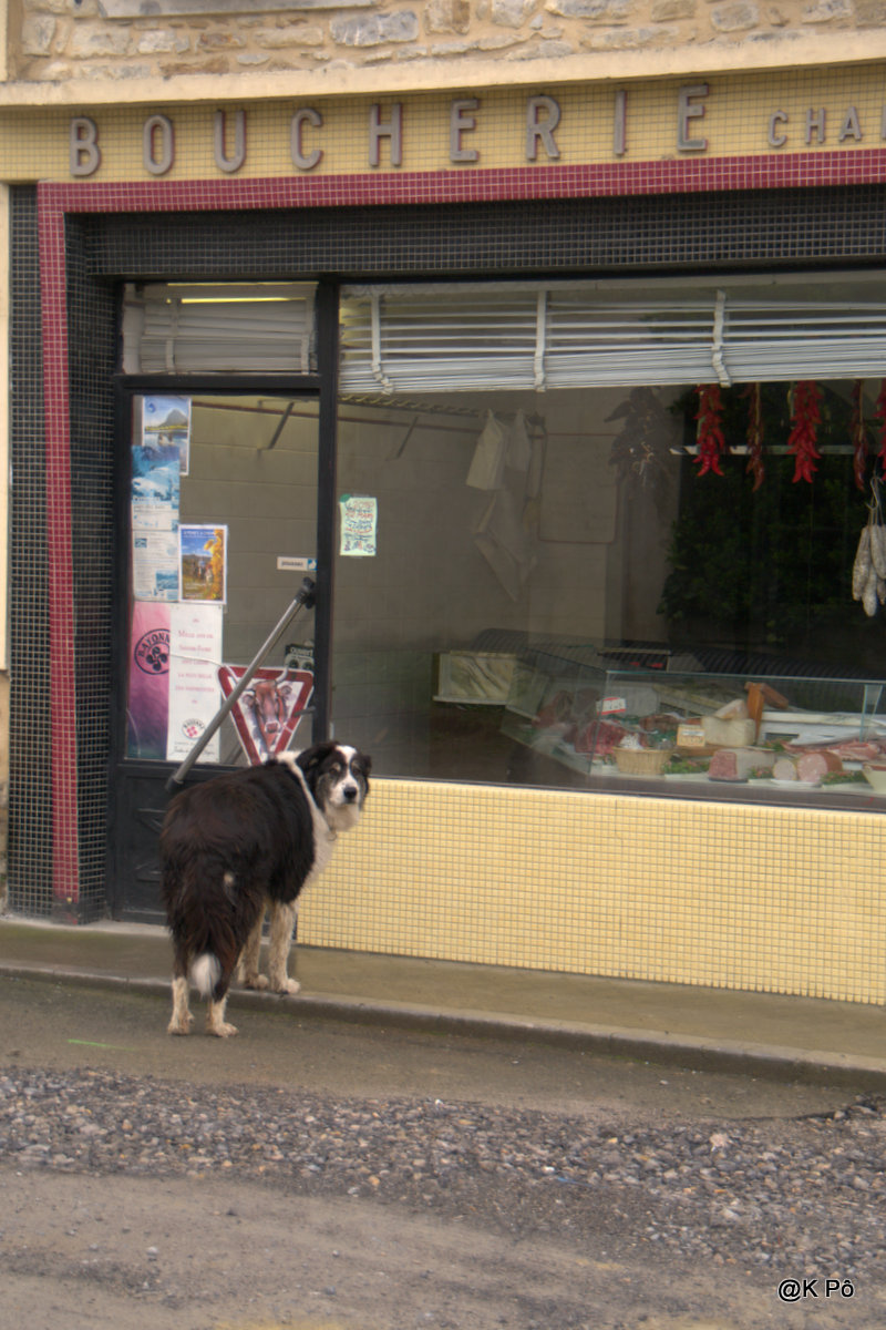 les mardis de la poésie (et des fables) : » le loup et le chien », de Jean de La Fontaine