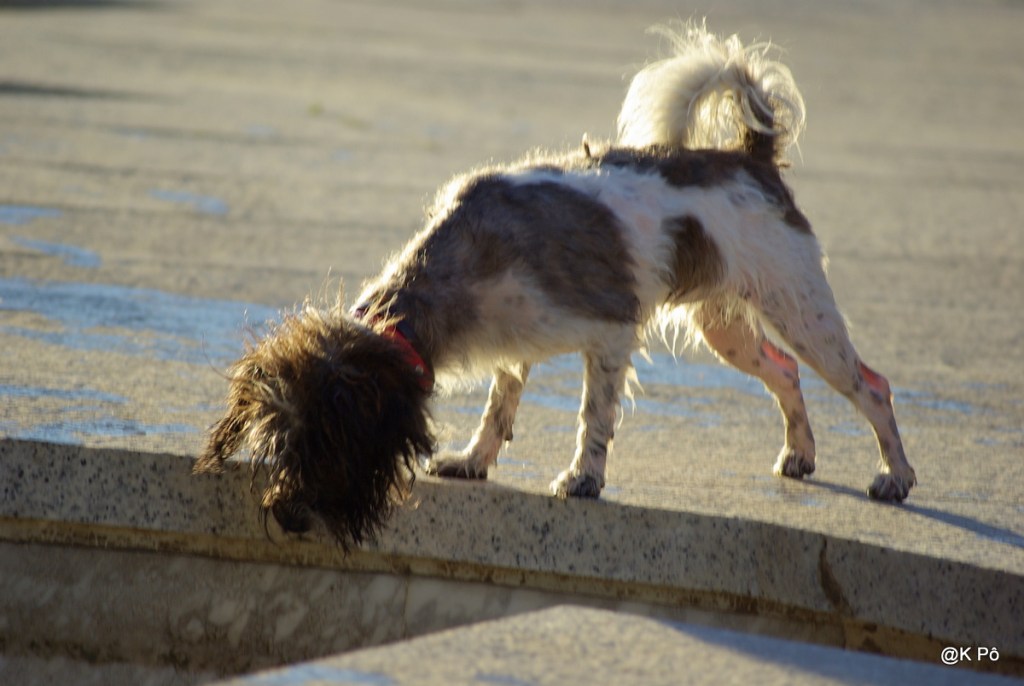 Philémon a perdu son Fred