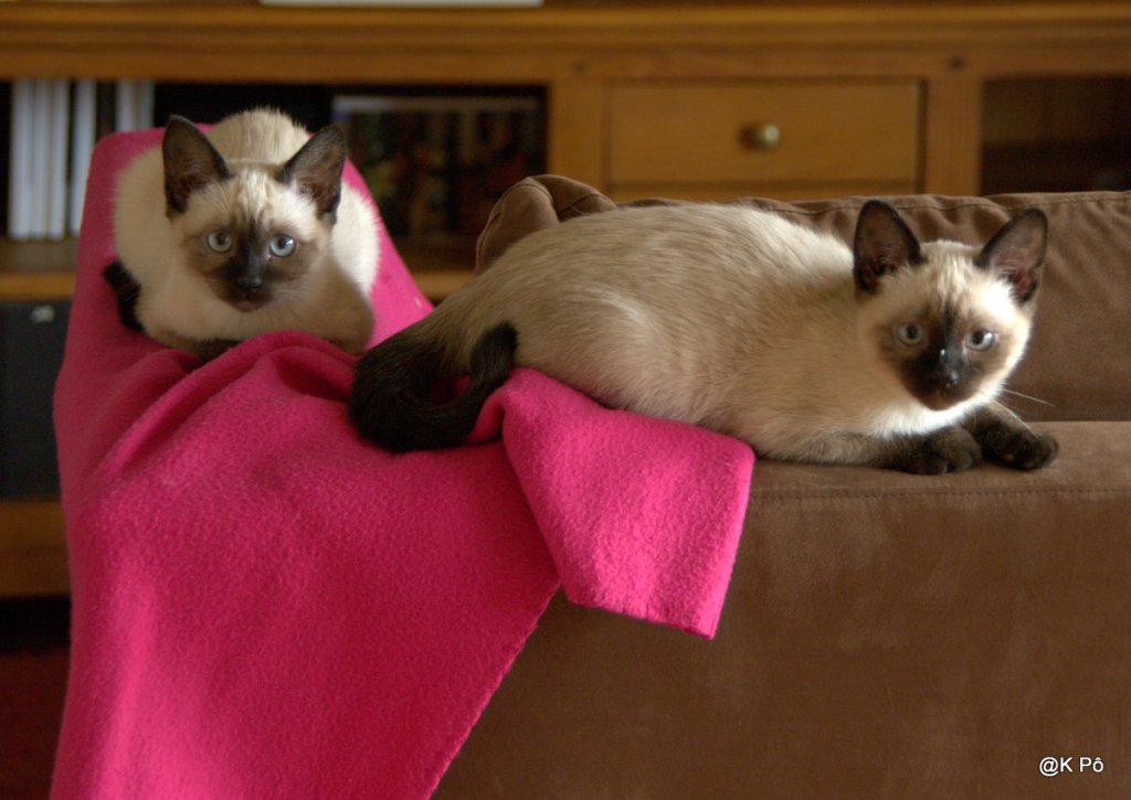 « Vas-y, Hervé (Mariton), ce sera sympa ! et les homos sont derrière toi ! » (Roselyne Bachelot, sur Canal+, ce jour)