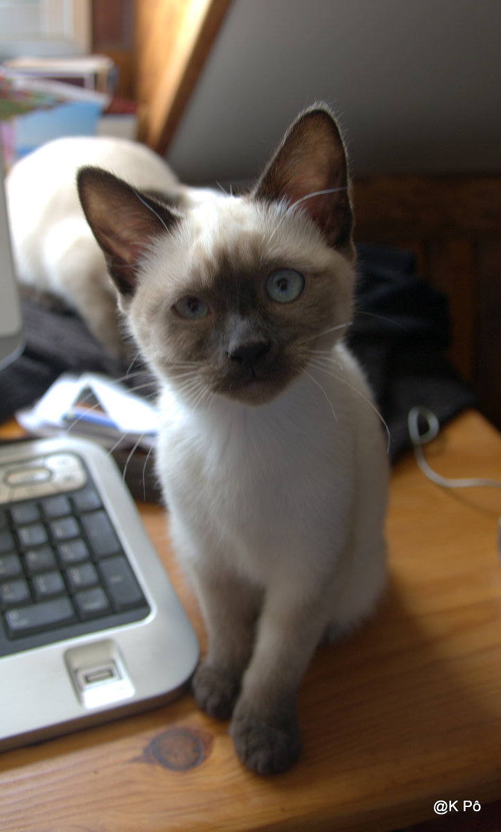 Un grand photographe : René Burri