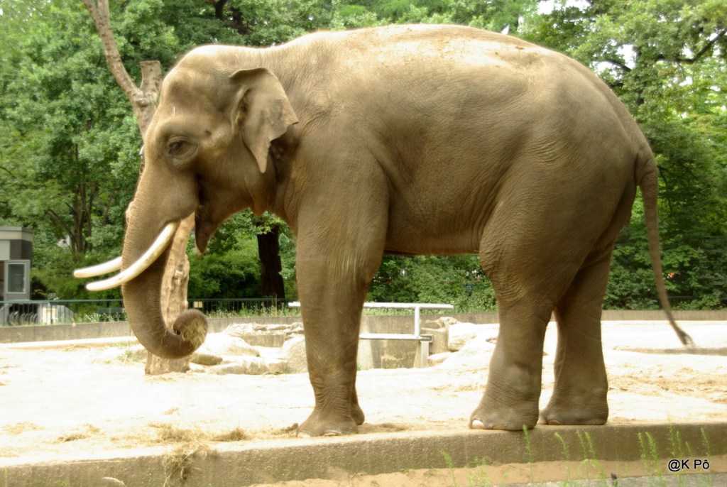 Le français (jeune) est un kong(ourou) austral léger comme un éléphant européen