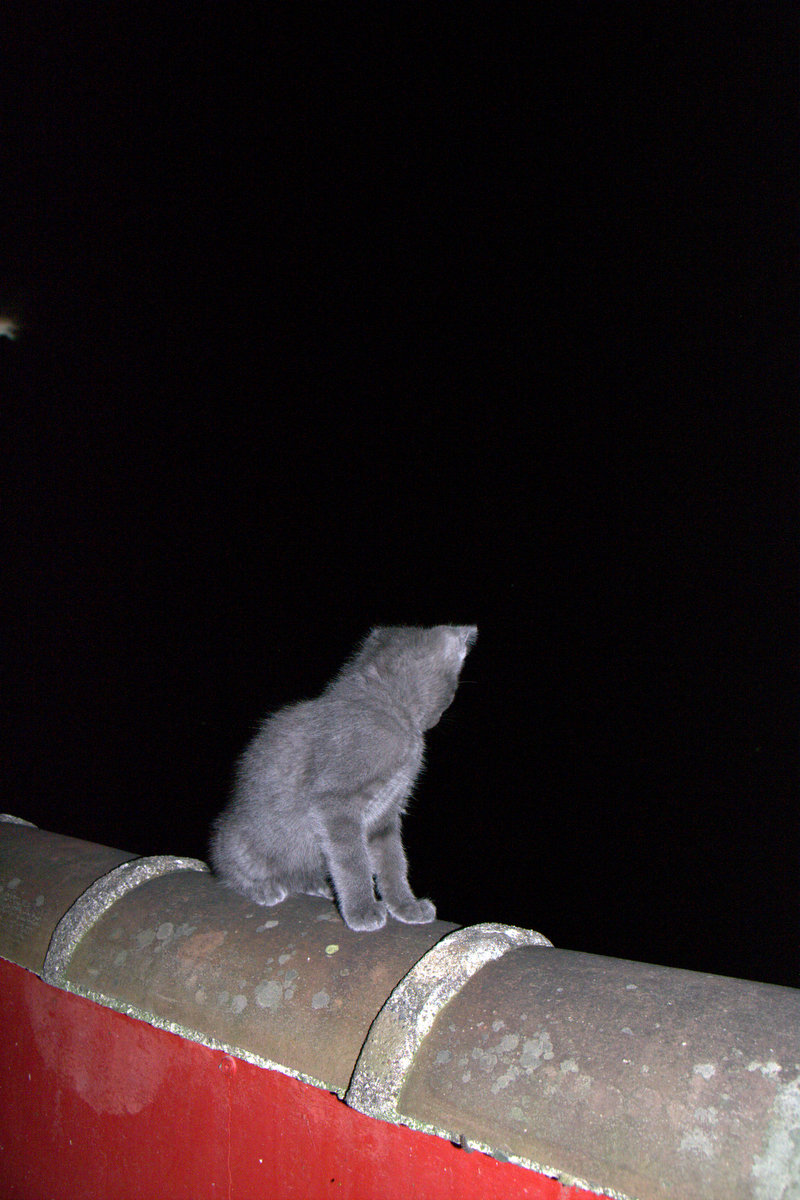 la nuit, tous les chats sont gris (moi aussi)