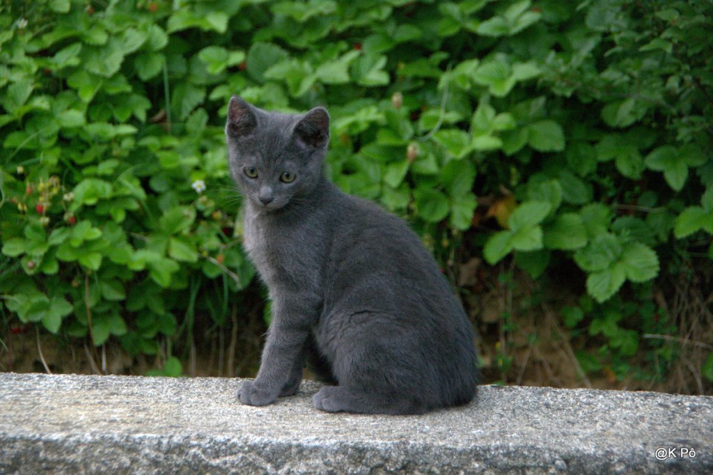 le petit chat est mort, allons pleurer à Crozon, à Camaret