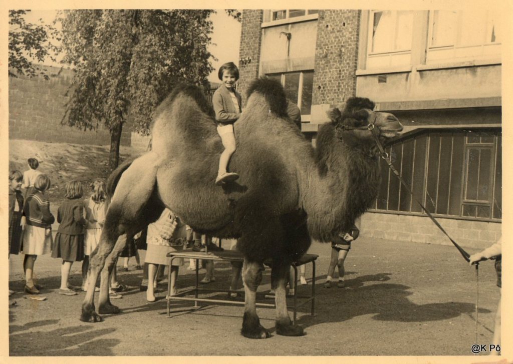 cour de récréation et devinette : combien de bosses a le chameau ?