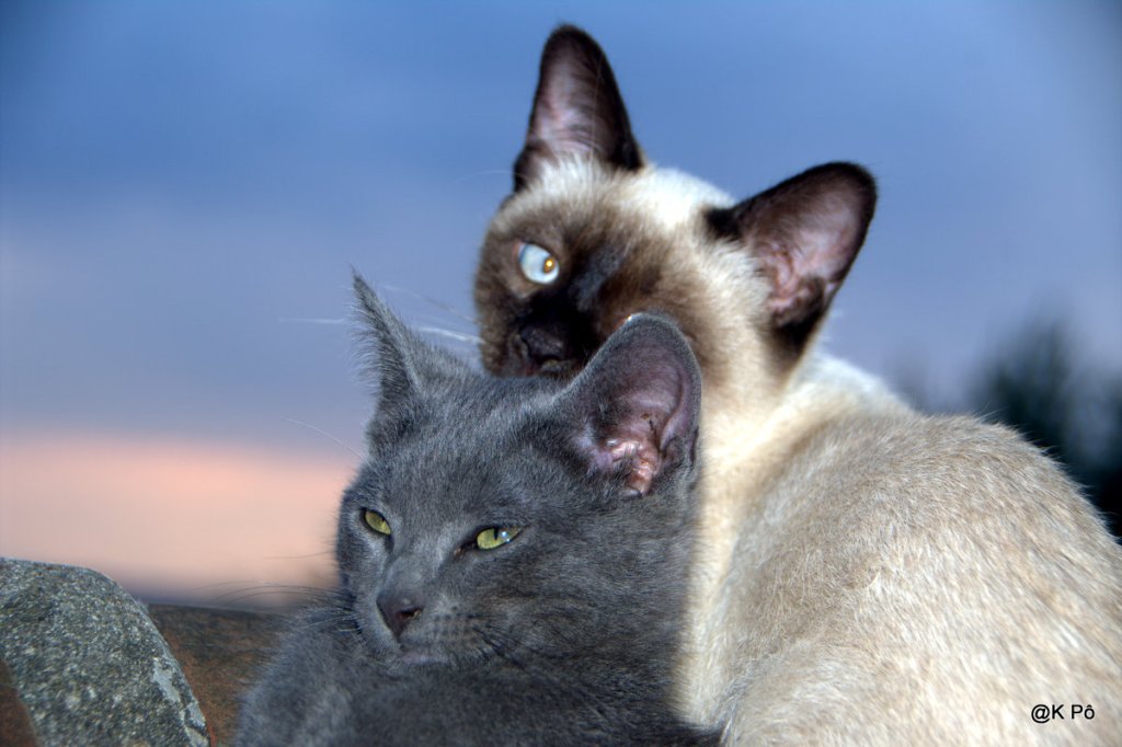 les musicos tombés dans l’oubli : Noël Deschamps (années 60)