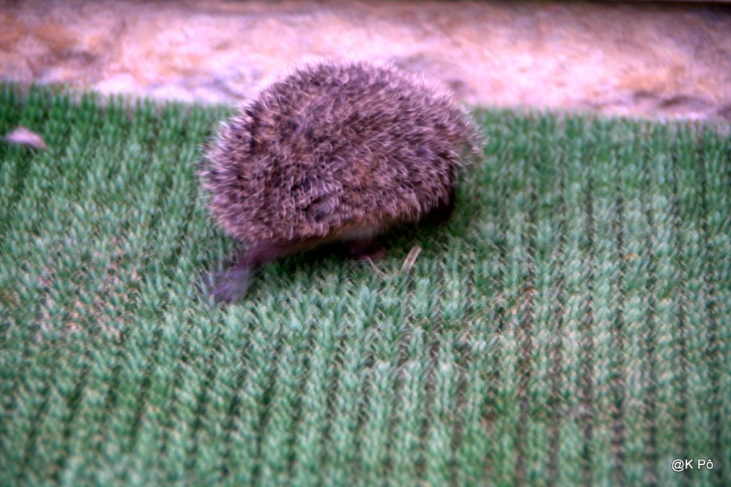 la carapace du tatoué maori ne plaisait pas aux tatous sub-tropicaux (ou le contraire de la mode)