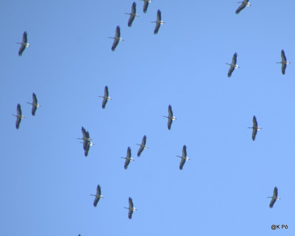 le temps des cigognes