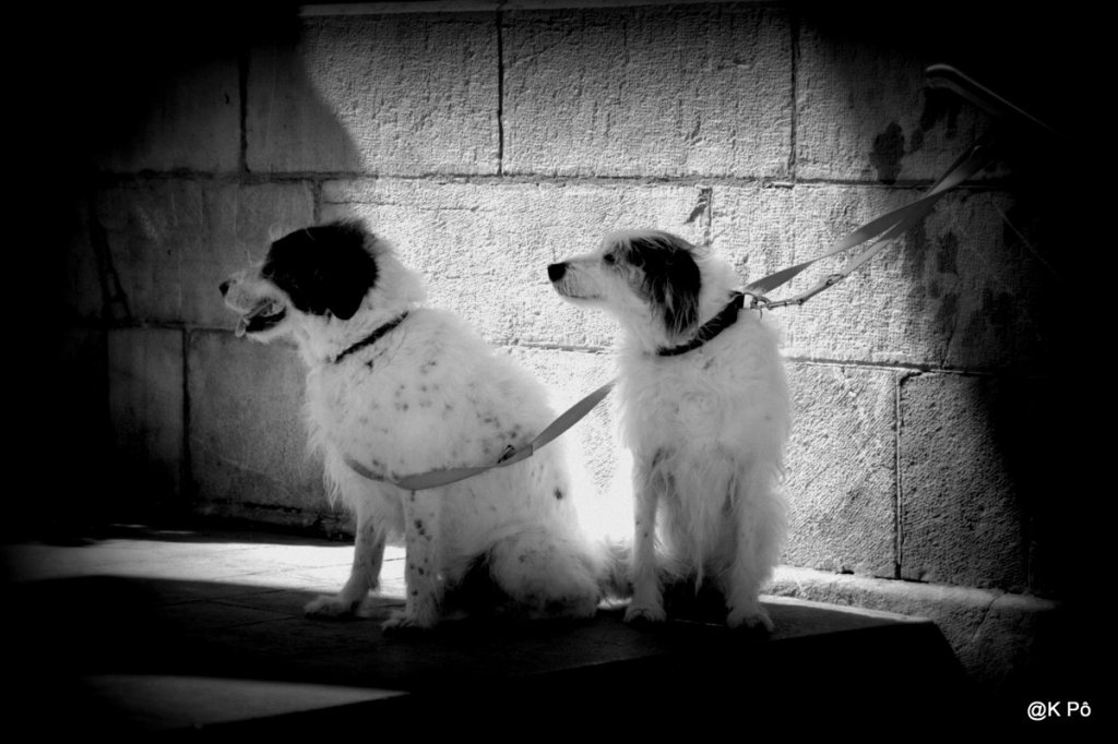 lève la patte quand tu marches&nbsp;!