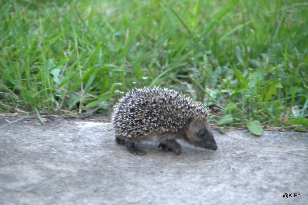 on est en train, entrain, de tomber, escrabouillés