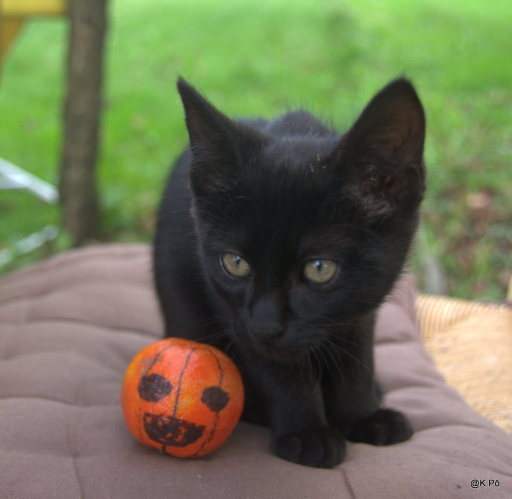 mille chats dans un&nbsp;camion