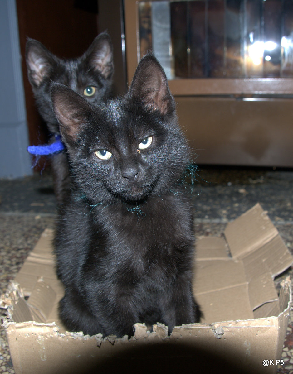 pour faire danser les&nbsp;boogaloos