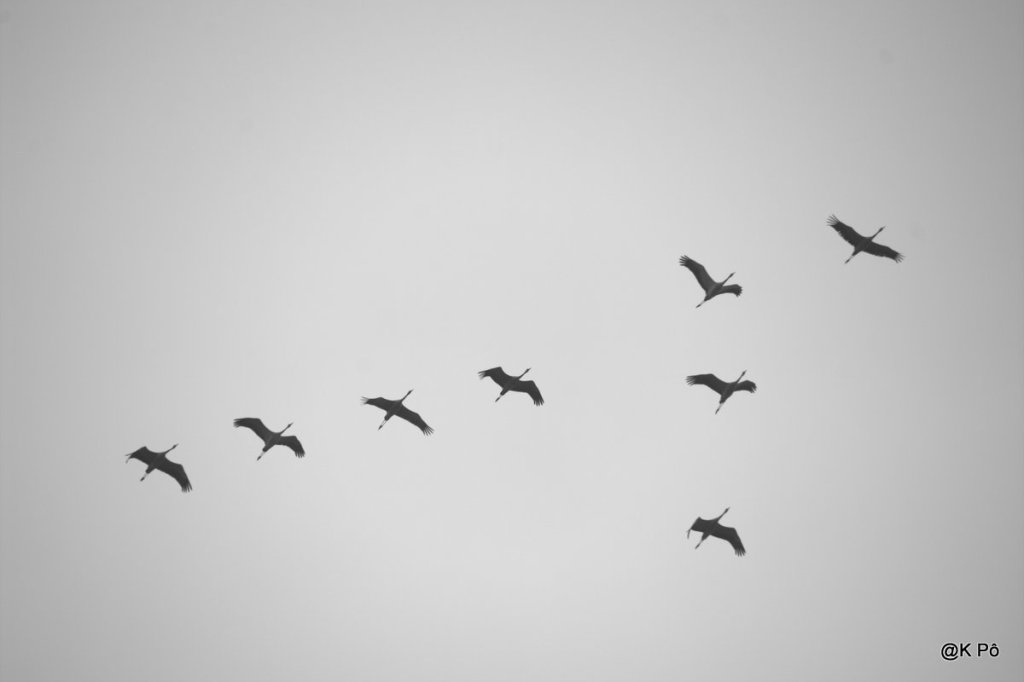 si seulement nous avions le courage des&nbsp;oiseaux…