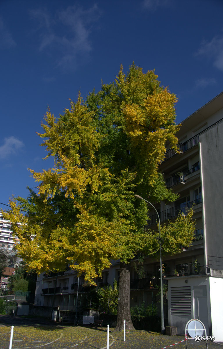 Ginkgo Biloba, t&rsquo;es beau mais tu pues&nbsp;!