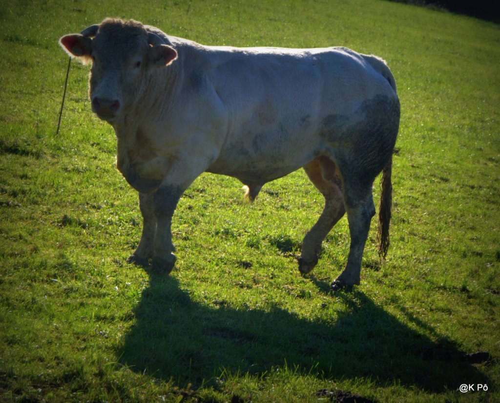 les tondus, les dindons, les citrons pressés…(chronique de Philippe Meyer du jour sur&nbsp;FC)