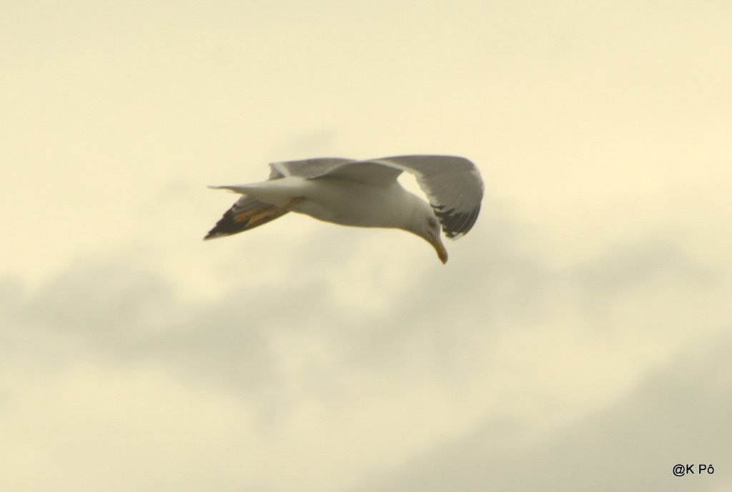 What&rsquo;s in a bird ?&nbsp;(Bashung)