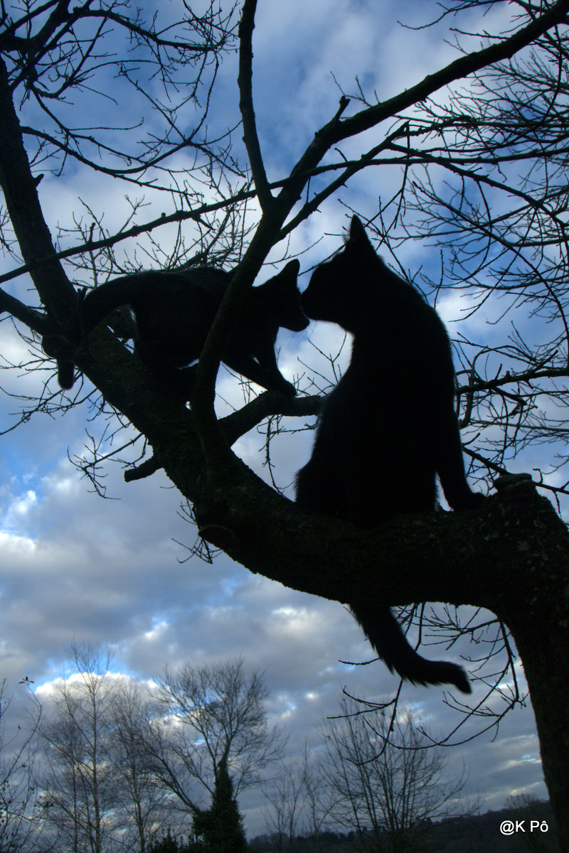 &laquo;&nbsp;le chat qui allait son chemin tout seul&nbsp;&raquo;…