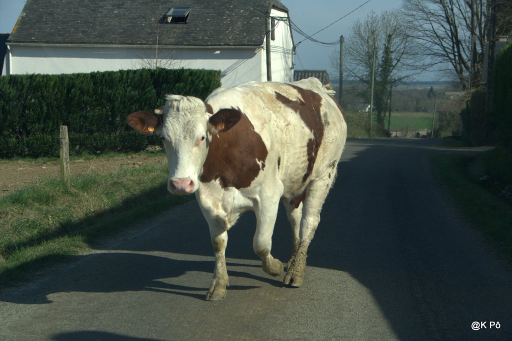 les témoignages du temps présent (recueillis par Chinou) : Jean-Jacques&nbsp;Espalongue