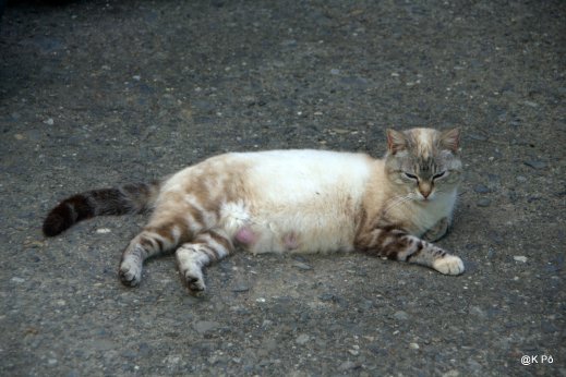 Farfouillette, première minette du "petit paradis"
