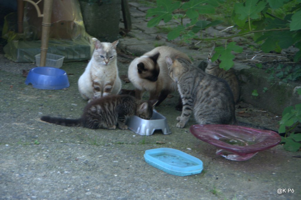 Chez Miaou Miaou, restaurant vietnamien (au pied des&nbsp;Pyrénées)