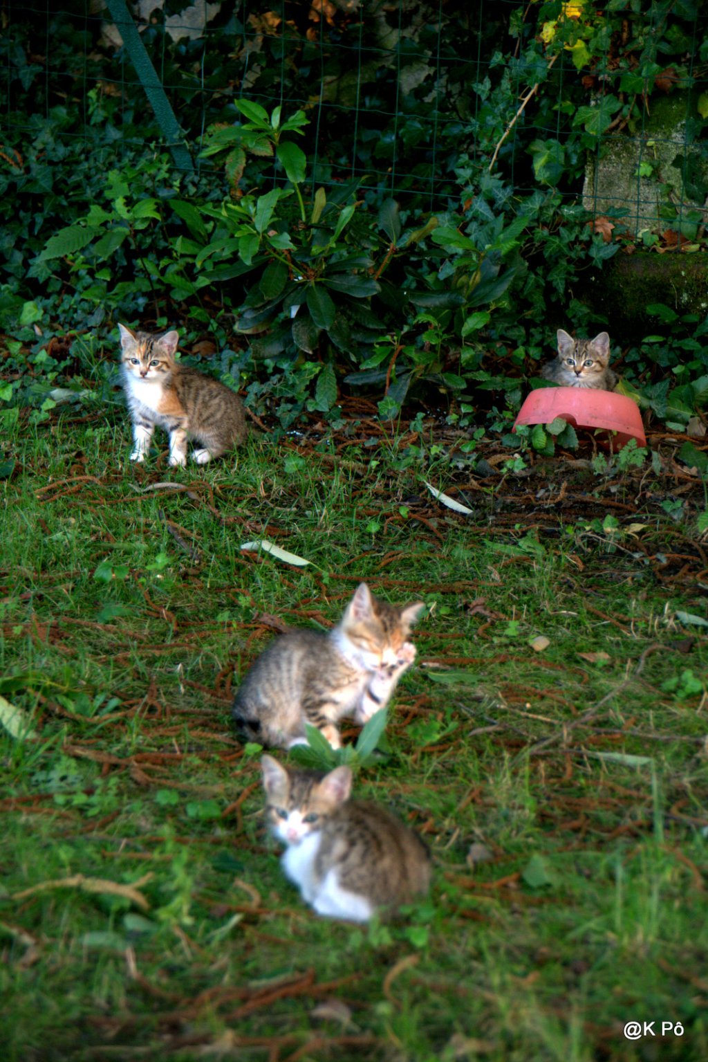 de la catsup au&nbsp;ketchup…