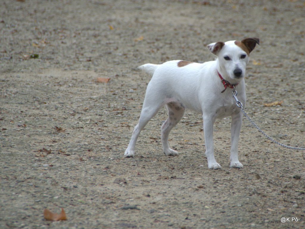 L&rsquo;aisance de la tristesse, Bruxelles essaime comme un&nbsp;Larousse