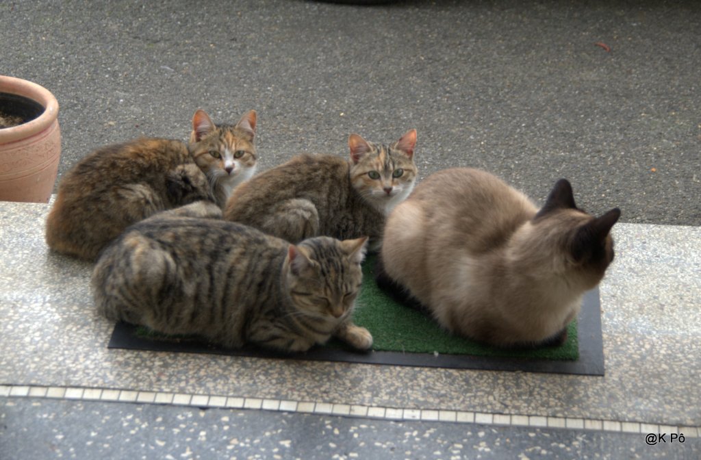 Zizi et Zézette , le clip qui scandalise la Suède