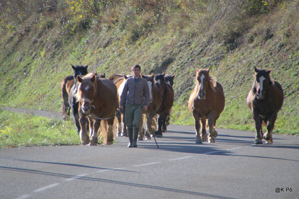 L&rsquo;infidèle Gastro (le temps des&nbsp;pandémies)