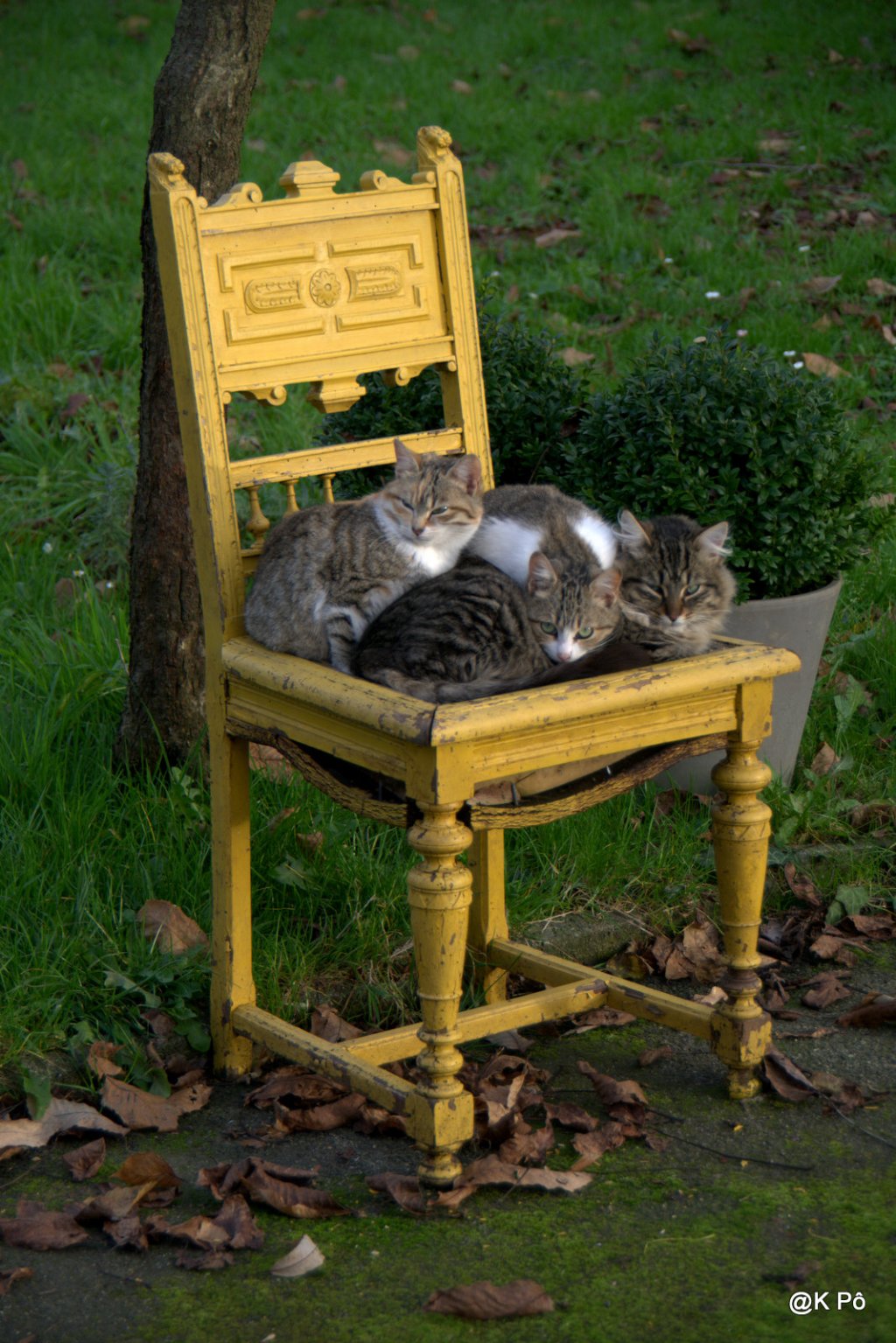 le Noël des chats de monsieur&nbsp;Pasletemps