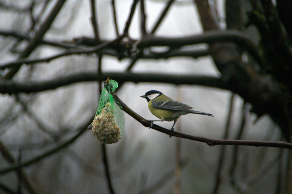 Le printemps sans&nbsp;hirondelles
