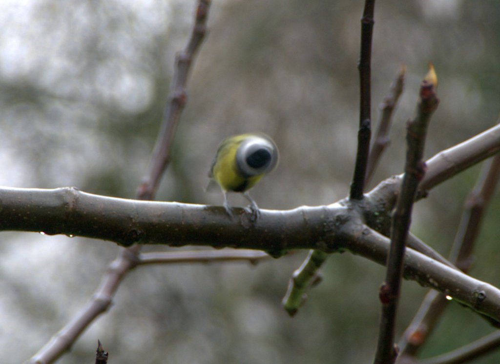 les pitis zoiseaux du jardin