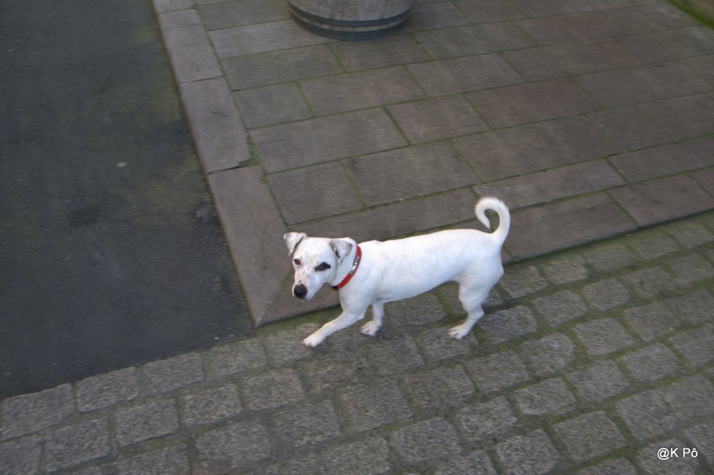 Dread Zeppelin : black dog (un souvenir de Vancouver qui date)