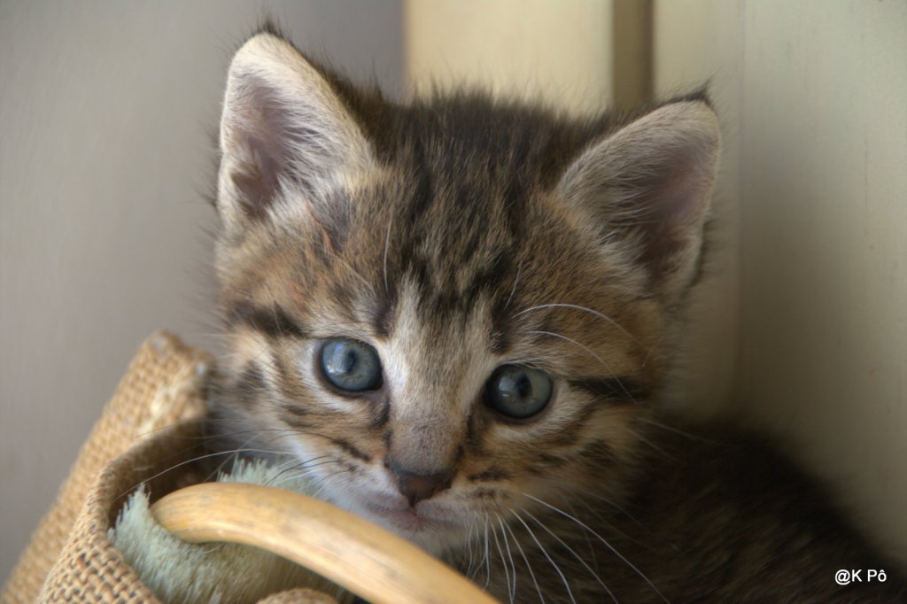 La Lampeduza des chats