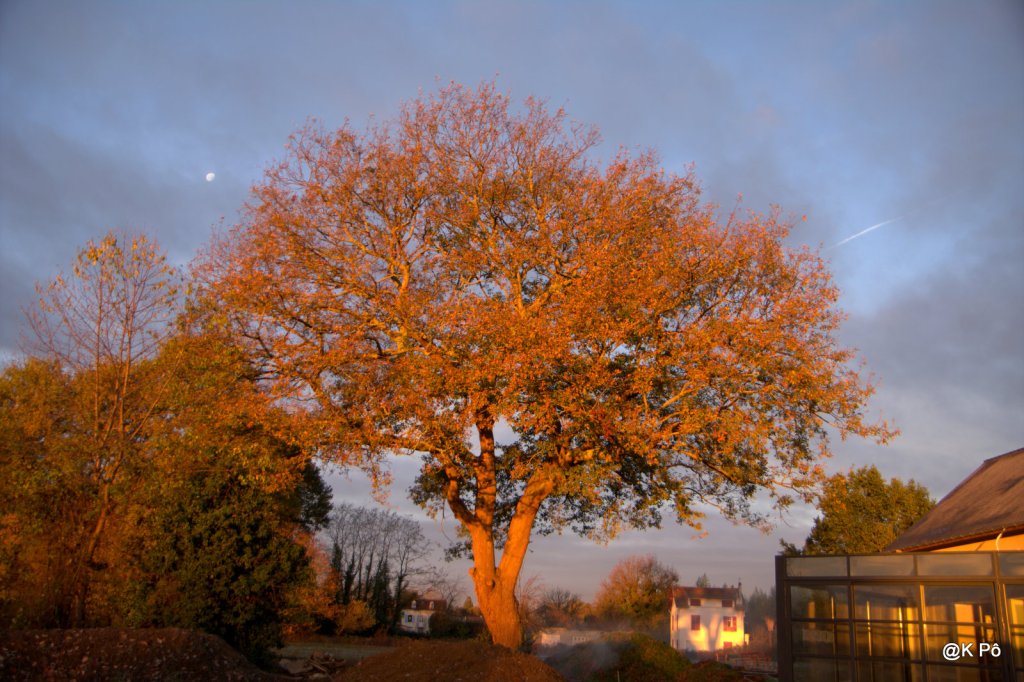 massacre à la&nbsp;tronçonneuse