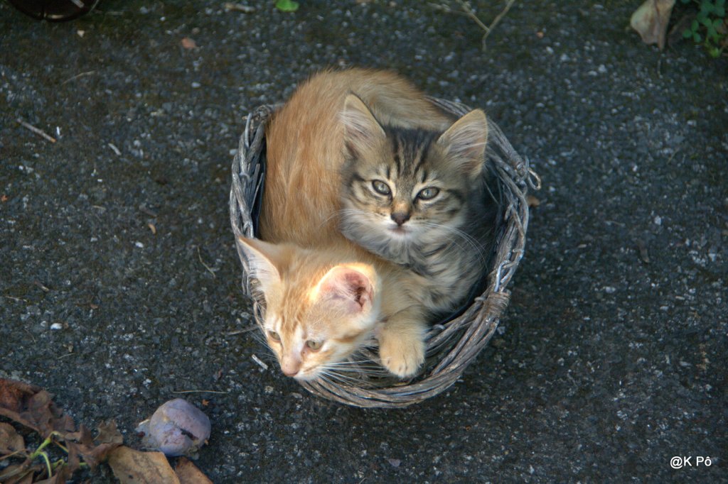 question chat, c&rsquo;est sans discussion&nbsp;!