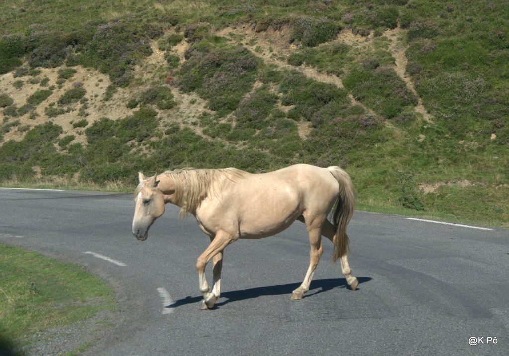 les mardis de la poésie : Saint John&nbsp;Perse