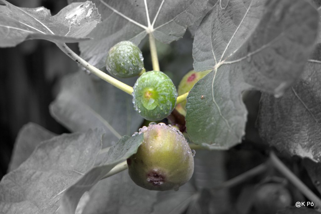fruits d’automne (avec chantilly)