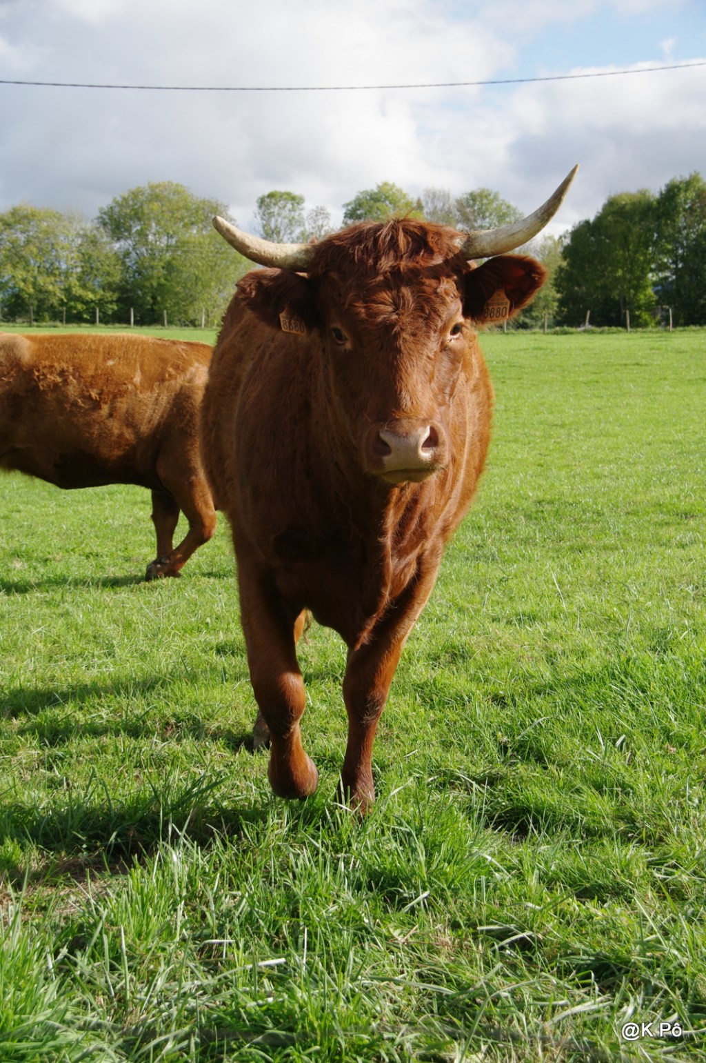 Aujourd’hui 07 octobre : journée internationale de la vache