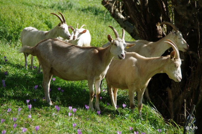 les cabrettes de monsieur Seguin