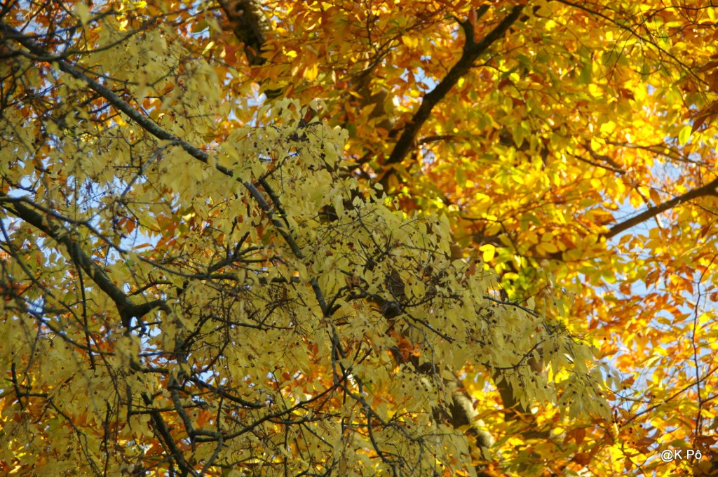 L’automne s’installe au jardin Massey, à Tarbes